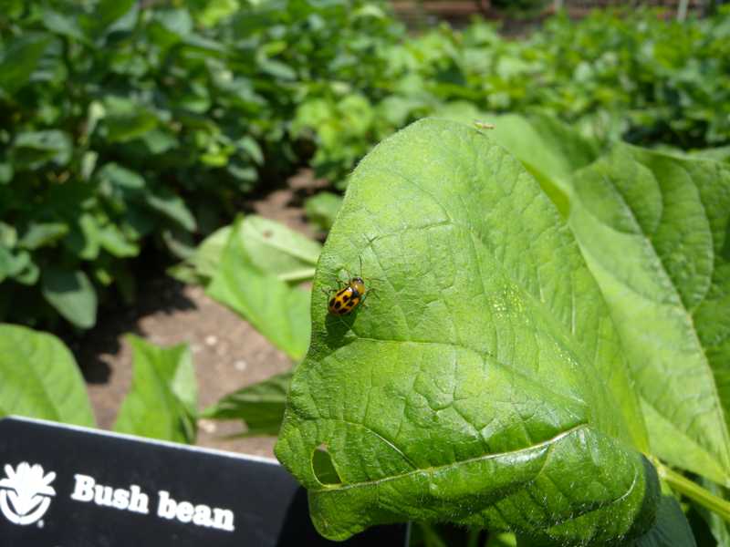 Bean leaf beetle